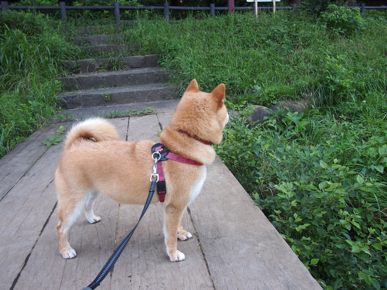 爱游戏娱乐-CS2 技术暂停频发 裁判组回应处理方案，csgo暂停比赛代码