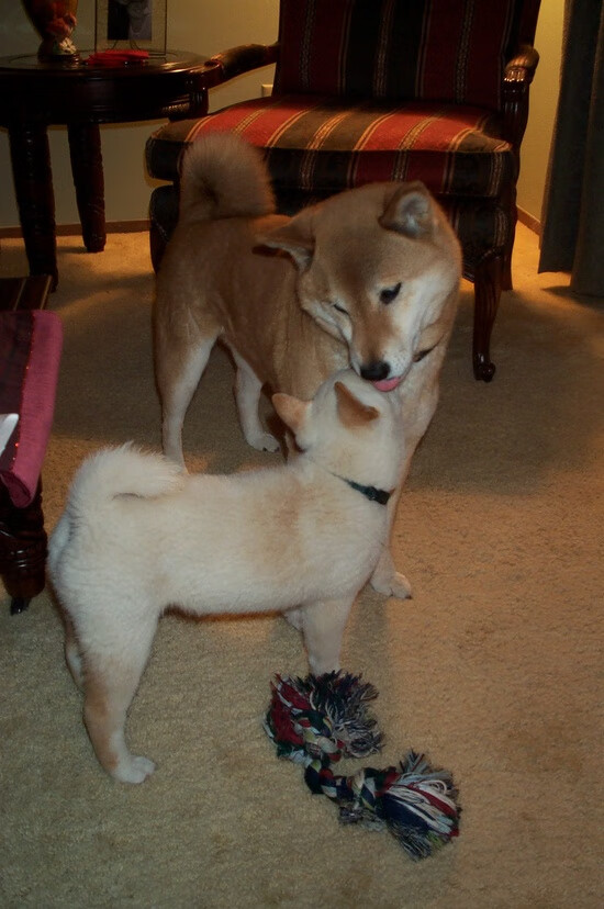 DOTA2 Major:LGD能否重返巅峰,Liquid能否延续传奇?,lgd dota1