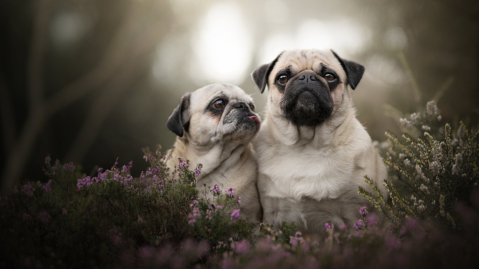 爱游戏登录入口-Dota 2 选手个人能力不断提升，dota2队伍选手