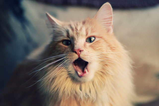 NBA绿色环保计划:推动可持续发展的新动向,绿色环保百科