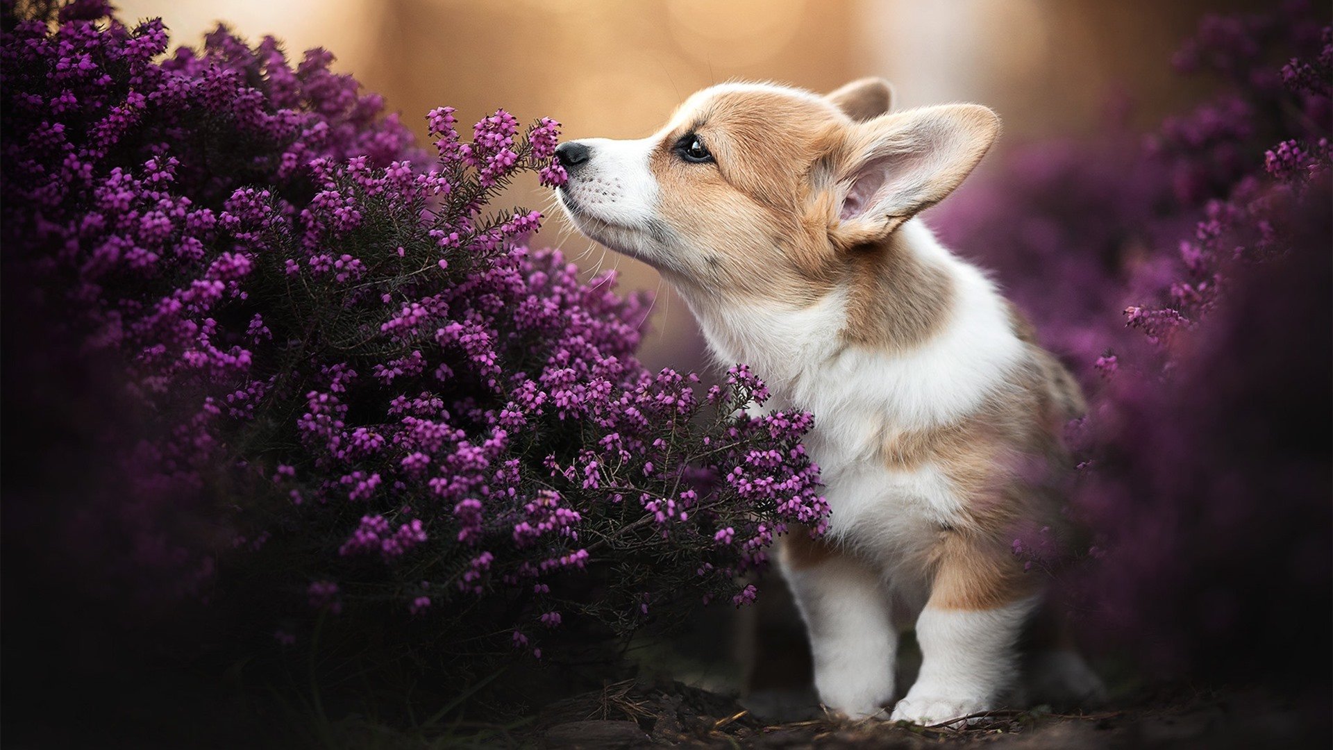 爱游戏在线登录入口-_国际女单积分赛：荣耀之路，精彩纷呈_，国际赛女子ds