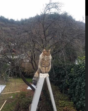 _极限滑雪飞跃：突破雪山的速度与激情_，极限滑雪视频欣赏