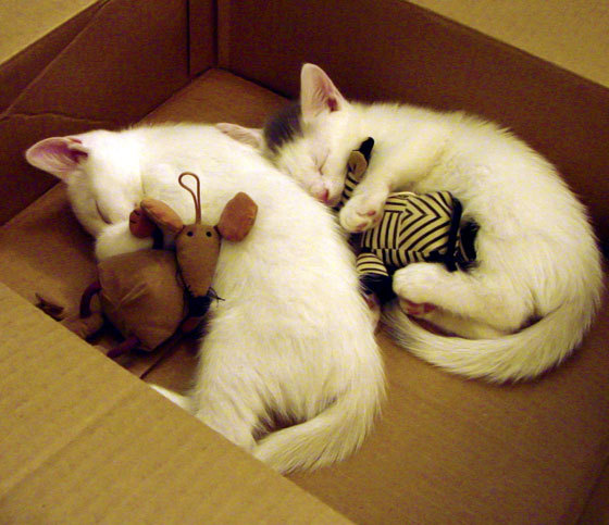 爱游戏平台-_街头篮球破风华：青春的自由表达_，街头篮球mv