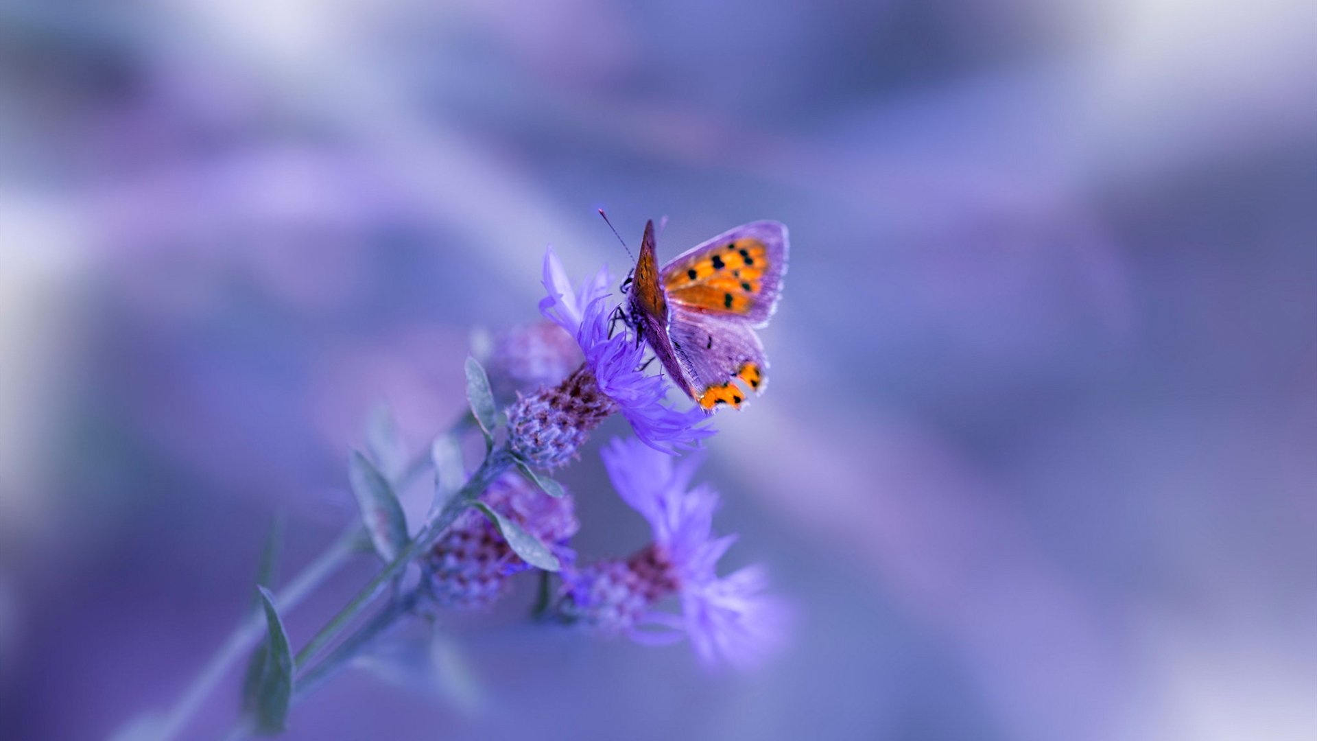 爱游戏app-“黑马突围：联盟中最具突破性的球队故事”，黑马对战