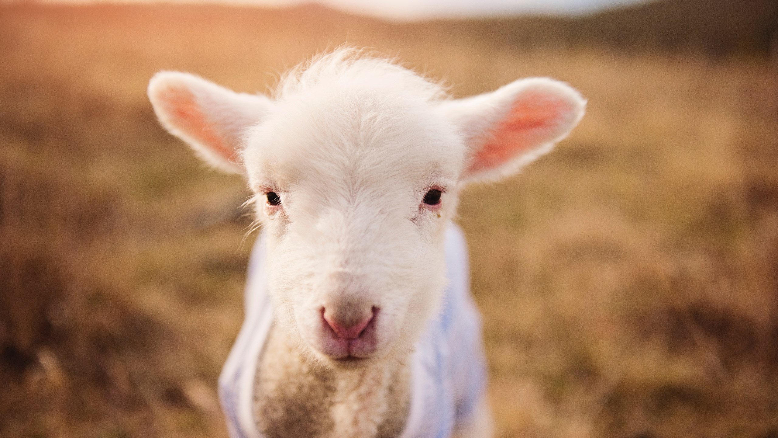 《星际争霸2》WCS:人族、虫族、神族平衡性调整的讨论,星际争霸2 虫族