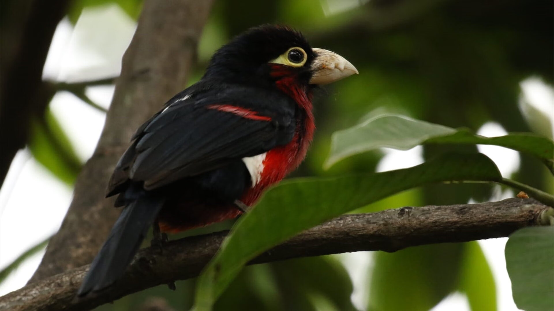 -《电竞迷的梦想：打造属于自己的专属电竞基地》，电竞1∨1hh