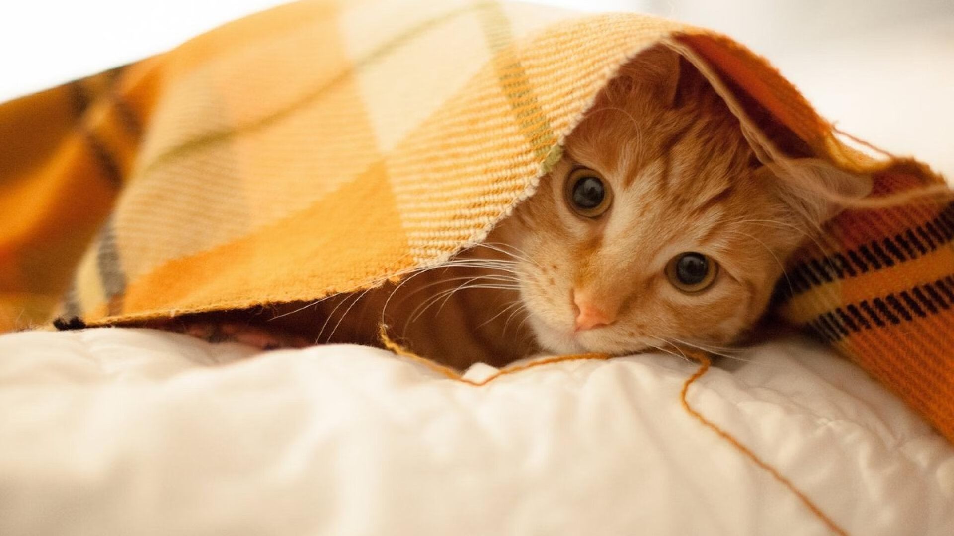 不莱梅战术变化带来意想不到的连胜，不莱梅二队