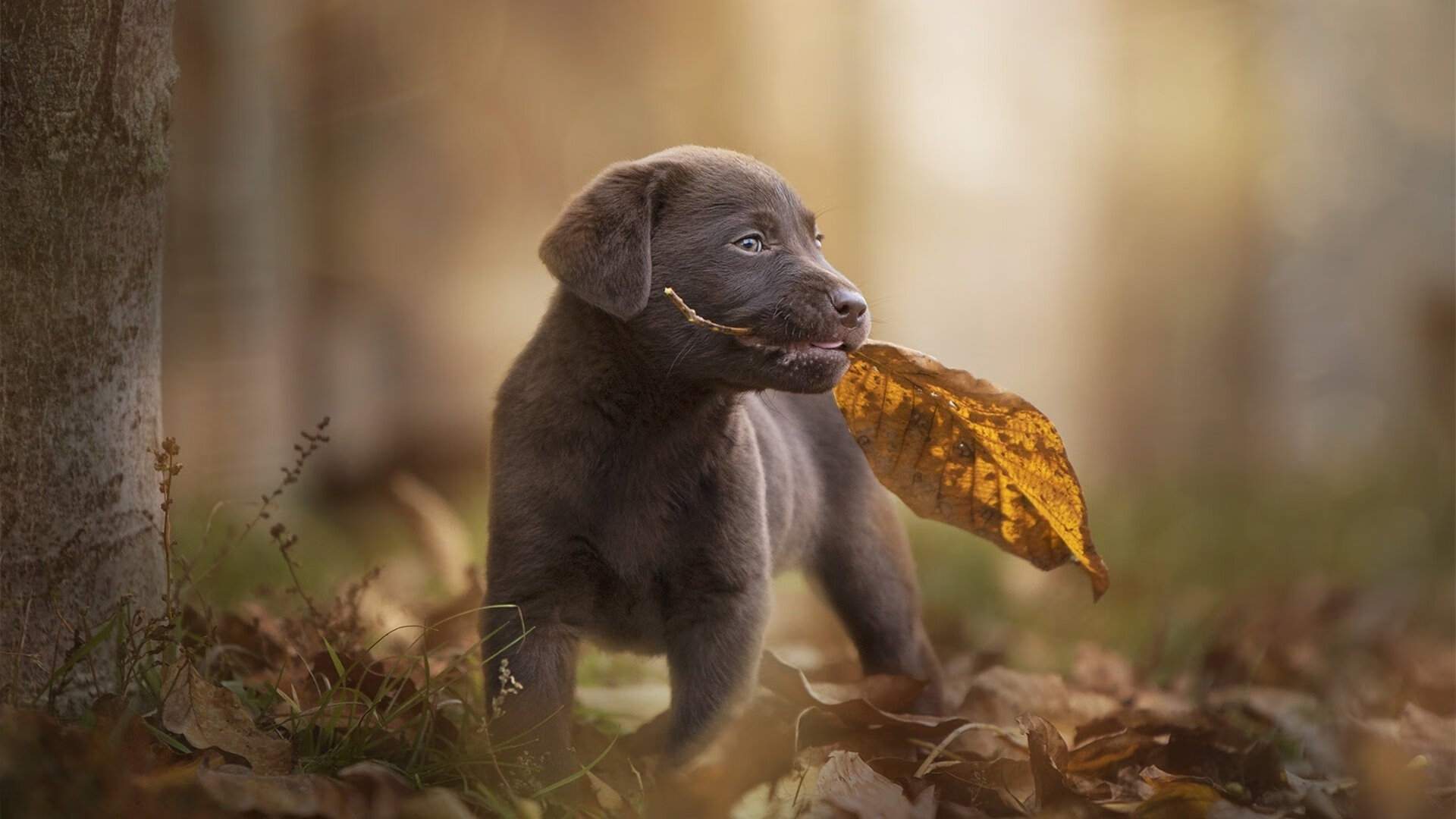 爱游戏-德甲赛事，精彩场面与战术变革同步推进，德甲经典比赛