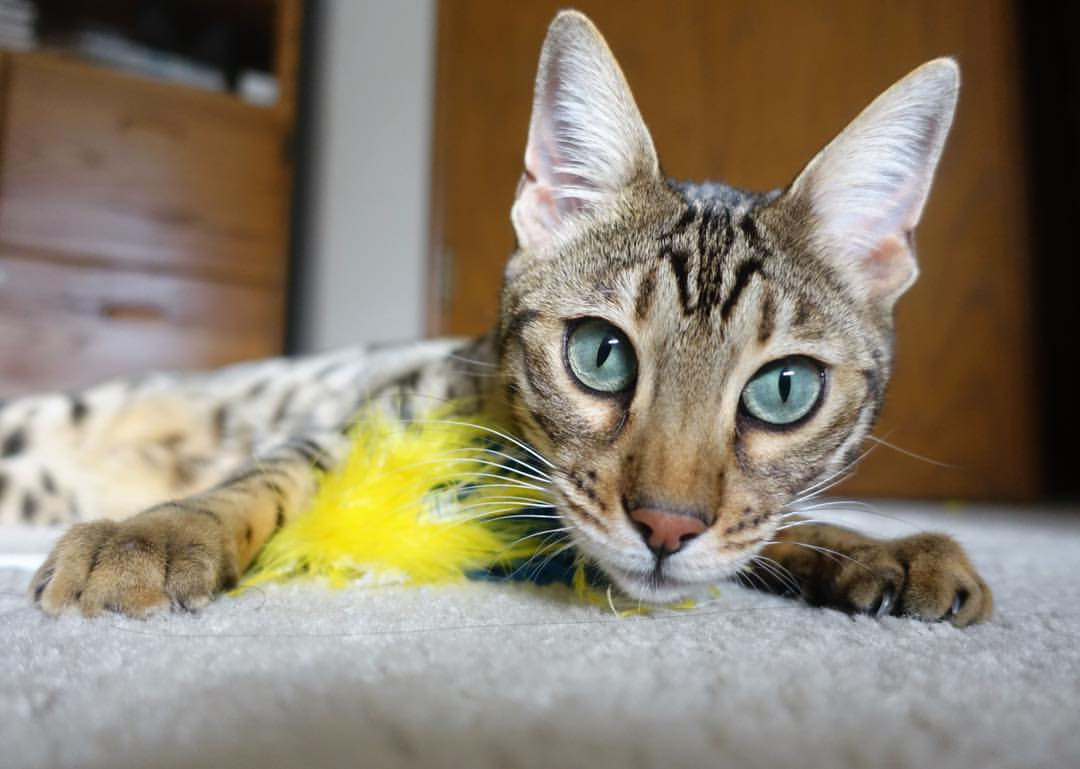 卢卡库转会国际米兰，重返意甲，卢卡库转会国米转会费细节