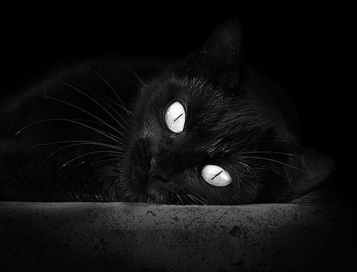 澳大利亚联赛外援贡献突出,澳大利亚队阵容