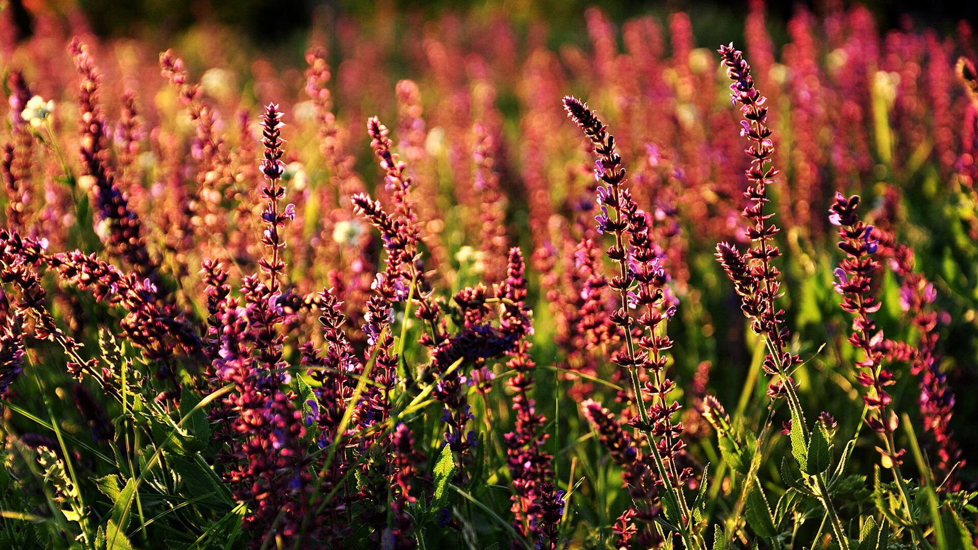 瑞士队冬奥足球首战告捷，2_0完胜韩国，瑞士第二届冬奥会首次比赛项目