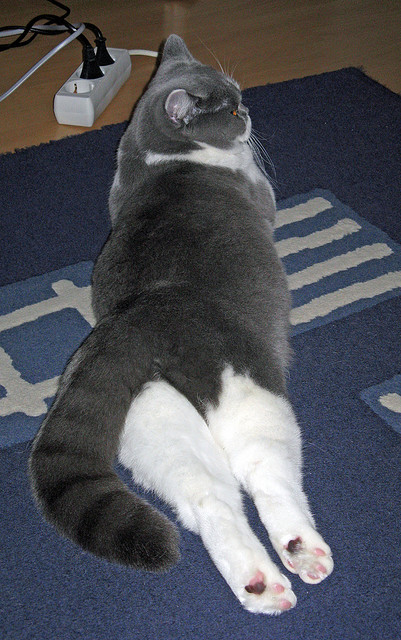 美洲队新赛季阵容公布,备战墨西哥甲级联赛,墨西哥美洲队队服