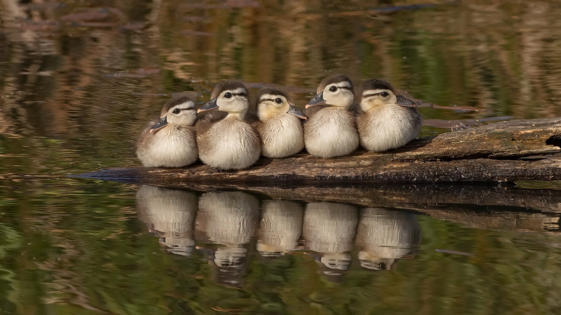 球迷故事：那些追逐偶像的青春岁月，球迷算不算追星
