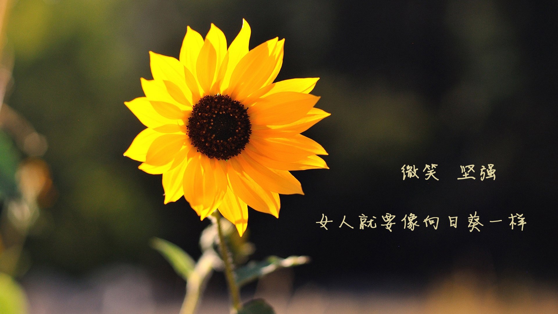 篮球运动员专项技能培训效果评估体系，篮球运动员专项技能特征