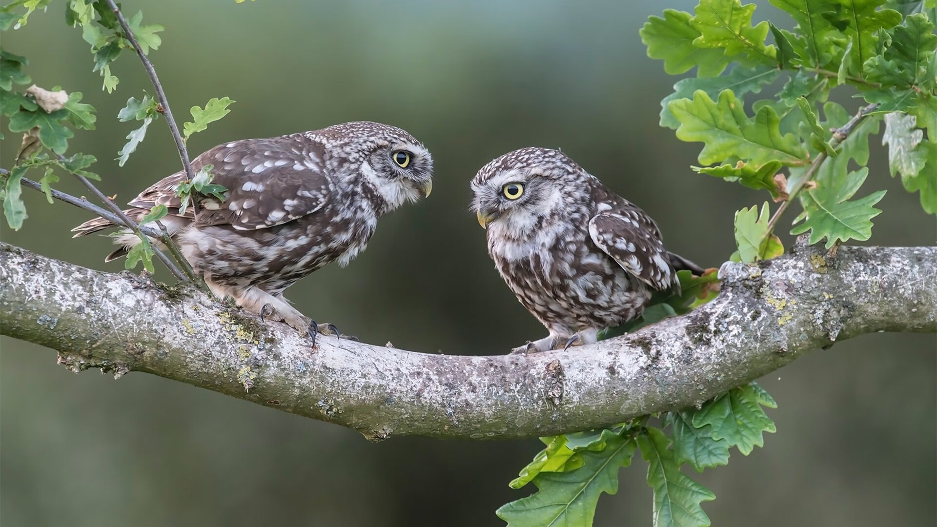 -杨瀚森代表中国队参加国际篮球邀请赛，杨瀚儒简介