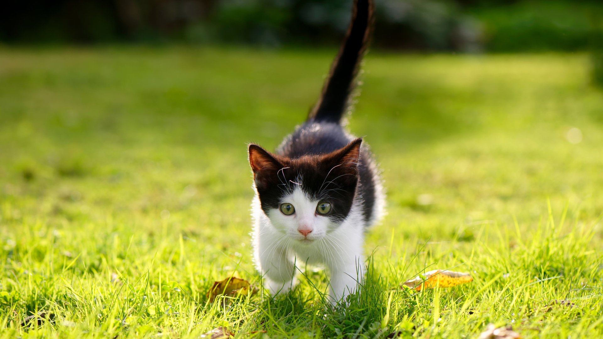 AYX官网-自由泳战术布置灵活应变，自由泳讲解