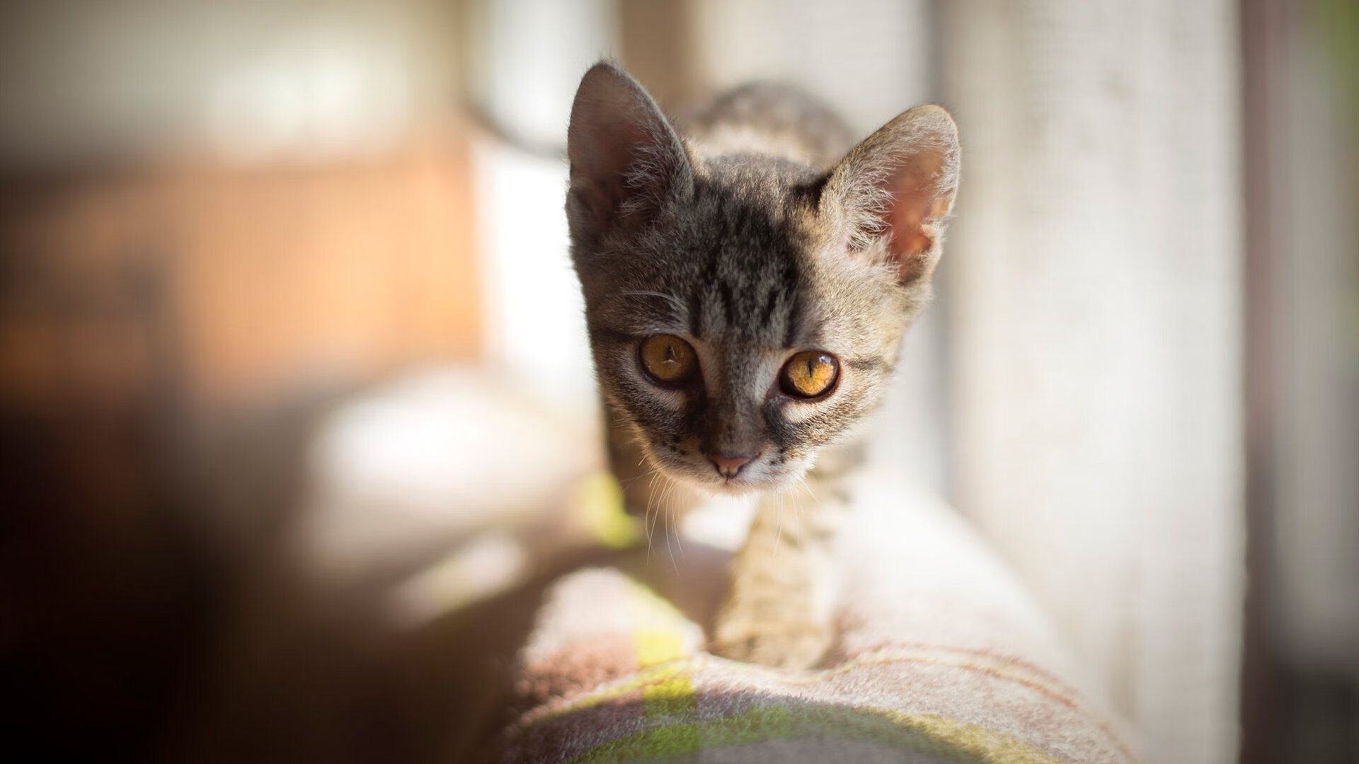 爱游戏娱乐-意甲巅峰战：攻防转换中的艺术演出，意甲专区