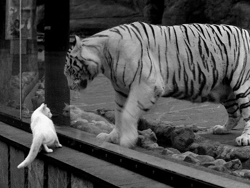 爱游戏体育-网球青少年赛冠军产生，网球青少年赛冠军产生多少奖金