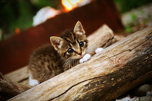 西甲超级射手:持续发光,秒杀对手!,西甲十大射手